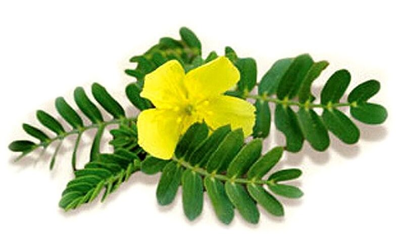 Gluconol with Tribulus